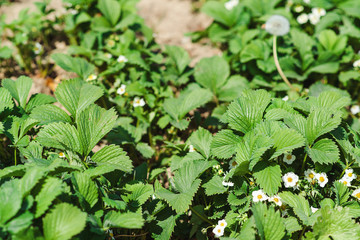 Green bush blooming in the spring strawberries.