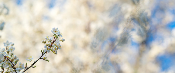 Cherry blossoms over blurred nature background. Spring flowers. Spring Background with bokeh.
