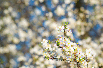 Obraz premium Cherry blossoms over blurred nature background. Spring flowers. Spring Background with bokeh.
