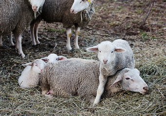 Naklejka na ściany i meble sheep and tender lamb over straw at countryside