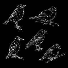 Birds engraved style. Stamp, seal. Simple sketch.