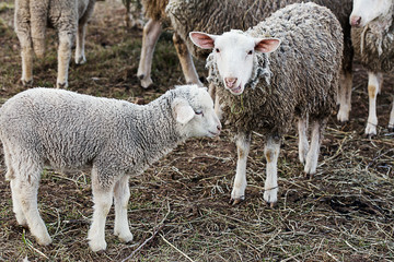 lamb and sheep in farm enclosure