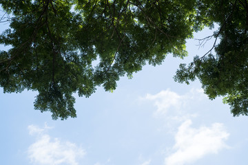 Fototapeta premium Big tree on color green background with green leafs