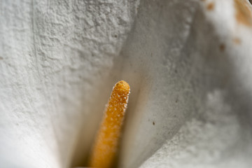 White Arum Lily