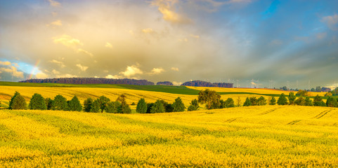 Flowering rape flowers on a spring field