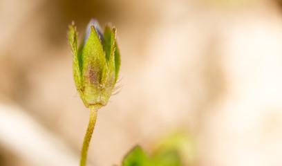 Beautiful little blue flower on nature
