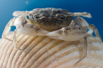 The crab under water macro
