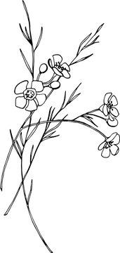 
Spring flowering Chamelaucium