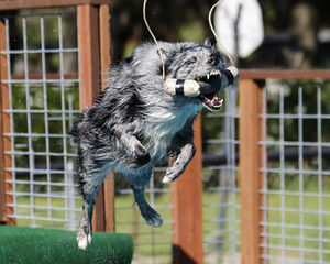 Australian Shepherd catching a toy mid-air dock diving