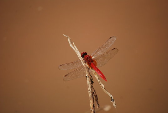 libellula rossa