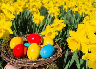 Fototapeta na wymiar easter basket nest with colorful easter eggs hiding or searching in daffodil flowers