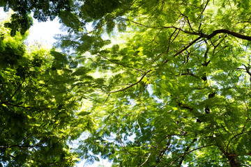 Fototapeta na wymiar Big tree on color green background with green leafs