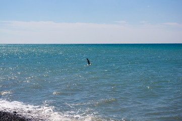 seagull flying in the sky