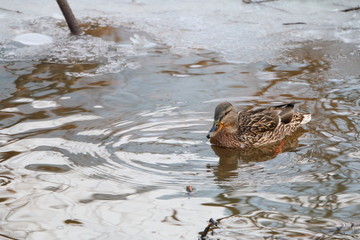 Fototapeta premium Wild duck swims in the spring pond in the forest.