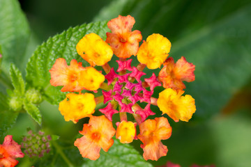 Macro close up of small brightly colored tropical flower.