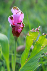 Curcuma alismatifolia,  is a tropical plant native to Thailand.Sometime call Siam tulip or summer tulip