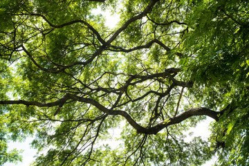 Big tree on color green background with green leafs