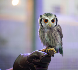 Northern White-faced Owl 