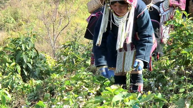 Akha Women Weeding Around