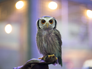 Northern White-faced Owl 