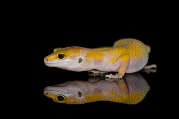 Leopard Gecko