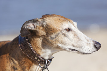 Spanish Greyhound portrait. Purebred galgo espanol face.