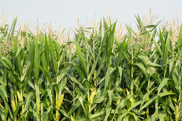 Green corn field in agricultural garden