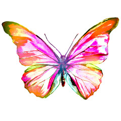 orange, pink, butterfly,watercolor,isolated on a white