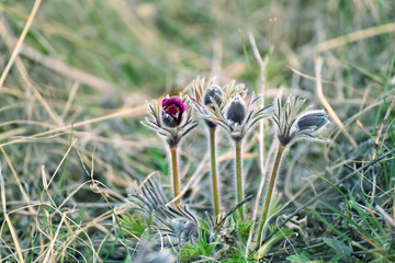 The first spring flowers. Gentle fluffy stems and buds Flowers of sleep-grass. Beautiful natural spring background.
