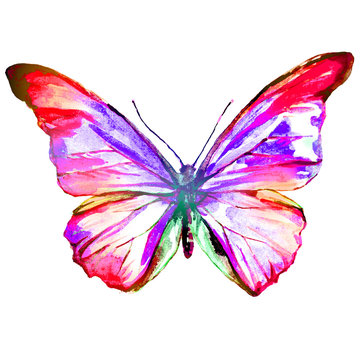 color butterfly, watercolor, isolated on a white