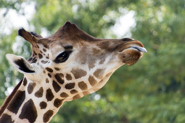 Giraffe High Detail Close up