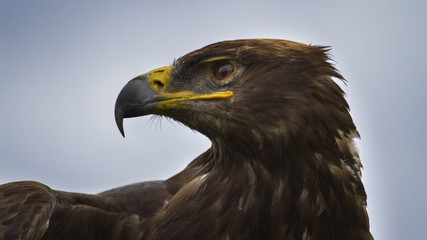 Eagle closeup
