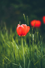 Obraz premium red tulips in the grass