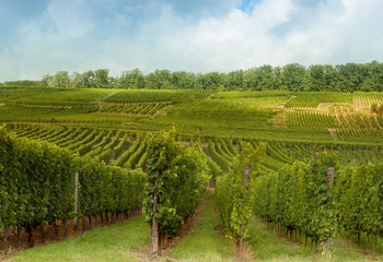 Fototapeta na wymiar Vineyards on Alsatian hills