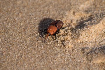 The red palm weevil in the sand. Background.