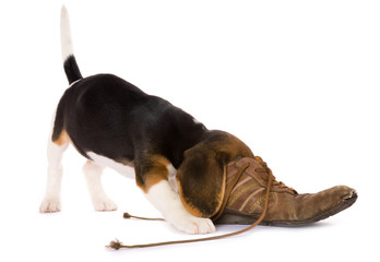 Puppy searching