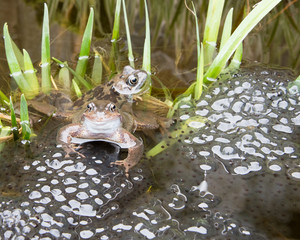 Two pairs of frogs laying Frogspawn.