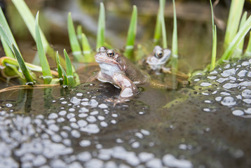 Two pairs of frogs laying Frogspawn.