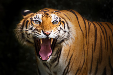 Tigers © Panthat Sitdatvirade