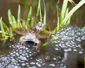 Two pairs of frogs laying Frogspawn.