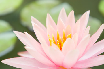beautiful Lotus flower or waterlily in pond
