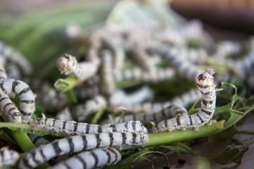 silk worm eating mulberry leaf (focus silk worm)  worm larvae