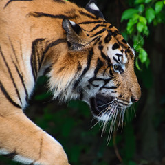 Tigers.