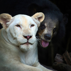 The lion and black bear,