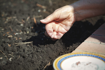 Hand sowing seeds in ground close-up