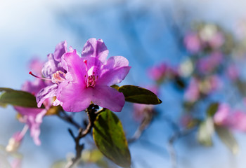 Rhododendronblüten vor blauem Himmel 