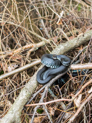 Grass snakes (Ntrix Natrix) making look as if its attacking