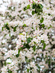 Branches of apple-tree in reach bloom. A planty of white and rose apple blossoming at spring.