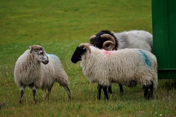 Naklejka premium Béliers, Irlande