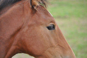 Obraz premium Cheval, Irlande